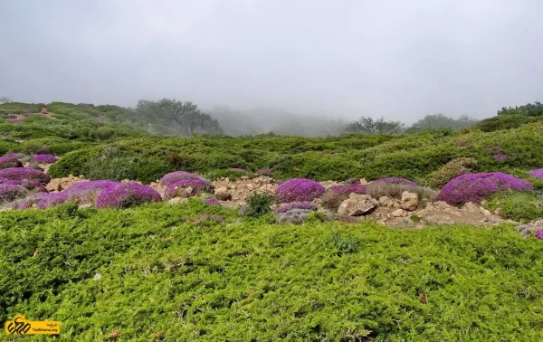 کویر کاراکال و یزدگردی ۳ تا ۵ بهمن - تصویر 6